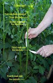 Image006 Jpg 297 468 Growing Dahlias Dahlias Garden Dahlia Care
