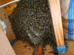 Bee killer, killer bee, hornets, sting bee, honeybee, bee hive, honey bees, bee removal, bee control, exterminator, pest control, termite inspection, fumigation, bee infestation we service burbank, los angeles as a exterminator pest control company. Blog Southeast Bee Removal