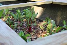Garden to Table: Sweet Summer Solstice