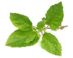 Image result for holy basil