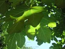 Image result for how does a fig tree bear fruit