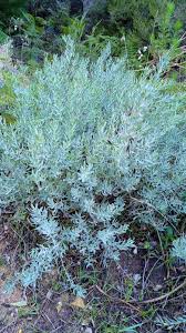 Image result for Helichrysum aureo-nitens