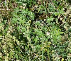 Image result for Alchemilla kiwuensis