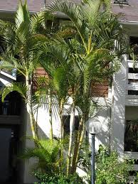 Image result for Dypsis lutescens