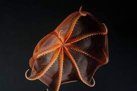 Bioluminescent Octopus Weird Sea Creatures Vampire Squid Deep Sea Creatures