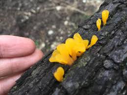 Find images of yellow fungi. This Patch Of Squishy Yellow Fungus I Found Mildlyinteresting