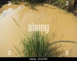 Image result for Oryza longistaminata