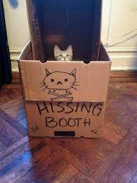 How To Deal With Your Cat When He Hisses At You Pretty Cats Cute Cats Kittens