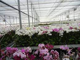 Rows And Rows Of Orchids Beautiful Orchids Orchids Flower Garden