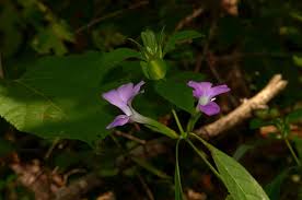 Image result for Barleria holubii