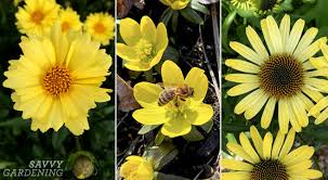 This post may contain affiliate links. Yellow Perennial Flowers Vibrant Blooms For Your Garden