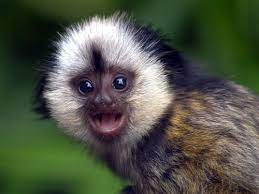 Check spelling or type a new query. Free Download The 21 Most Adorable And Cute Baby Monkeys In The World Furry Talk 500x375 For Your Desktop Mobile Tablet Explore 76 Cute Monkey Wallpaper Baby Monkey Wallpaper
