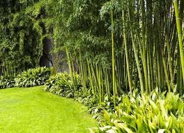Species should be selected based upon climate zone, desired appearance and height. The Best 10 Plants To Grow For Backyard Privacy Privacy Fence Landscaping Privacy Landscaping Backyard Trees