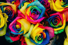 The colors we see in any rainbow rose is artificially induced into. Roses Colored Tinted Colorful Artificial Flowers Bloom Blossom Petals Rainbow Floral Pikist