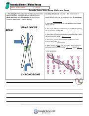 Be sure to draw arrows to specify where you are labeling! Amoeba Sisters Alleles And Genes 1 Docx Name Jaiden Cuevas W3 20 Amoeba Sisters Video Recap Alleles And Genes 1 Visualizing The Vocabulary For The Course Hero