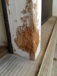 The answer to this question depends on the dog who is doing the chewing. It S A Dog Eat Wall World Out There How To Repair A Dog Chewed Wall