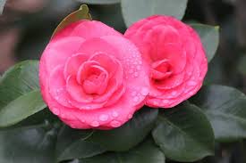 Camellia Japonica Rosea Plena Bitki Kamelya
