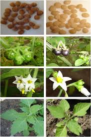 Image result for Solanum giganteum