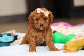 Image result for labradoodle