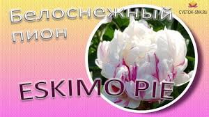 It is marketed by dreyer's, a division of froneri. Belosnezhnyj Pion Eskimo Pie Sad Voroshilovoj Youtube