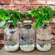 Small Scale Aquaponics Pruning More Room For Fish And Constant Supply Of Organic Greens Green P Mason Jar Herb Garden Hydroponic Herb Garden Hydroponics Diy