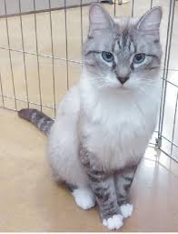 I Found Loki Lynx Point Siamese On Petfinder Cat Breeds Siamese Cat Breeds Cats