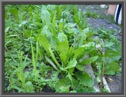 haufig werden fehler bei der auswahl von schildkrotenfutter gemacht dies liegt daran dass im fernsehen bilder schildkrotenfutter landschildkroten schildkrote