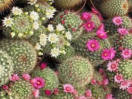 How to propagate pincushion cactus. How To Grow And Care For Mammillaria World Of Succulents