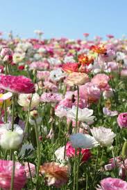 All the rain we complained about more ». Where To Find Blooming Flower Fields And Orchards In California