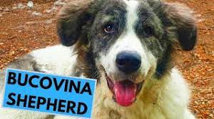 The bucovina shepherd dog is a livestock guarding breed native to the carpathian mountains of however, the bucovina shepherd dog has not yet achieved popularity outside of its homeland and. Bucovina Shepherd Dog Breed Facts And Information Youtube