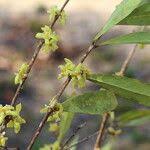 Image result for Garcinia huillensis