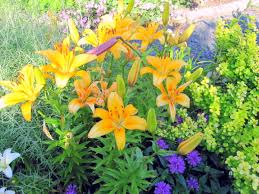Here are some landscape design tips that they use all the time to help you with your landscaping! 7 Garden Design Ideas From The Better Homes And Gardens Test Garden Dengarden