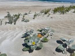 Image result for Arctotheca populifolia