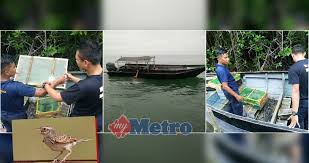 Download suara burung branjangan mp3. Apmm Gagalkan Cubaan Seludup 300 Ekor Branjangan