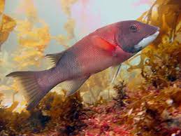 The Advantage Of Changing Sex In Fish Population Recovery Eurekalert Science News