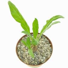 Image result for Ipomoea oenotherae