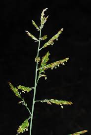 Image result for Urochloa