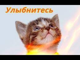 pin ot polzovatelya sergei sergeev na doske funny animals smeshnye zhivotnye subboty zhivotnye