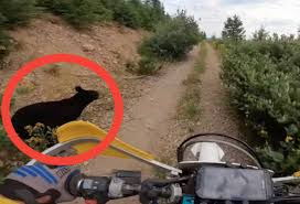 VIDEO: Dirt Biker Collides With Black Bear In Idaho Backcountry