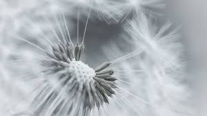 Dandelion Blowing Black And White Wallpaper Dandelion Black And White Wallpaper White Background Wallpaper