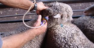 Lamb Vaccination