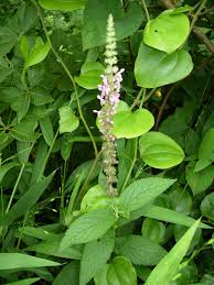 Image result for Stachys aculeolata