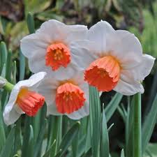 Narcissus Brooke Ager Plant Flower Bulbs White Flower Farm Bulb Flowers