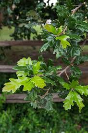 Transplanting comes with risks, and there are no guarantee trees won't suffer damage. Dallas Nurseryman To Propagate A New Tree Species Gardener S Path