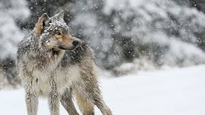 It is vital for the lost young wolf to find a new family and this quest pushes her into foreign territory, occupied by cattle breeders and other wolves. Wolves Hd Wallpaper 1080p Full Hd 1080p Wolf Wallpapers Desktop Images 4k Free Hd Wolf Wallpaper 32 Images On G Wolf Wallpaper Wolf Pictures Animal Wallpaper