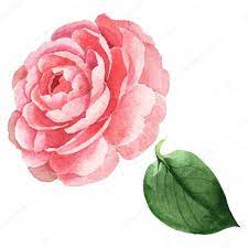 Pink Camelia Floral Botanical Flowers Watercolor Background Illustration Set I Affiliat Botanical Flowers Watercolor Flowers Paintings Flower Illustration