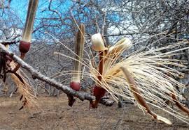 Image result for Malvaceae subfamily Bombacoideae