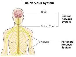 This diagram shows the components of the central nervous system. Gk Quiz On Nervous System
