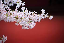 長建寺の風情ある桜と龍宮門 京都 桜 ソメイヨシノ 名所