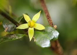 Image result for Cassinopsis tinifolia